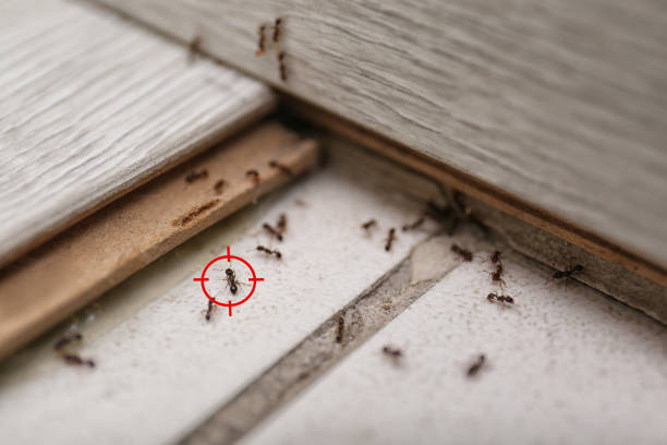 Best Affordable Pest Control Services  in Braham, MN