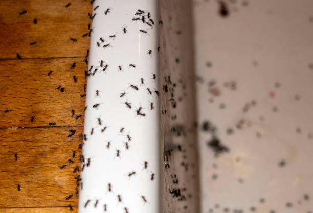 Best Wasp Removal Services  in Braham, MN